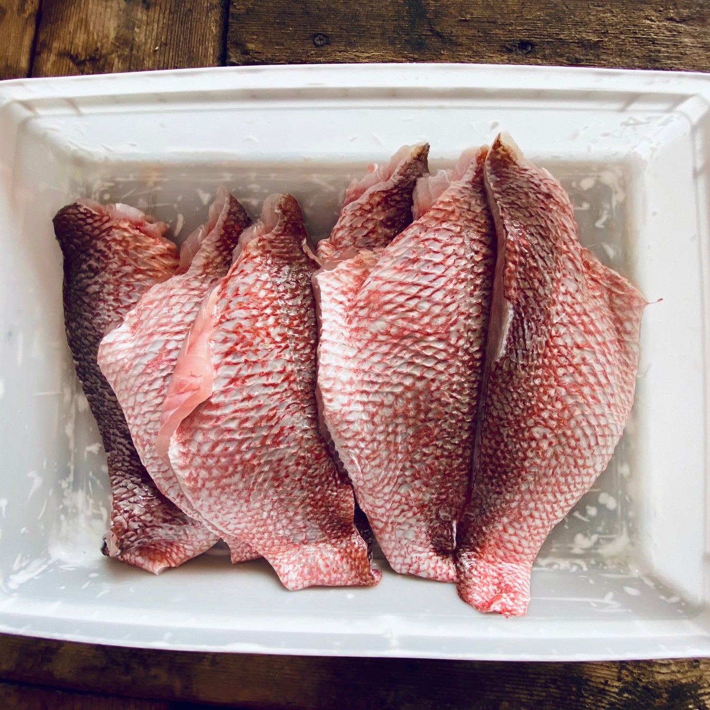 Snapper