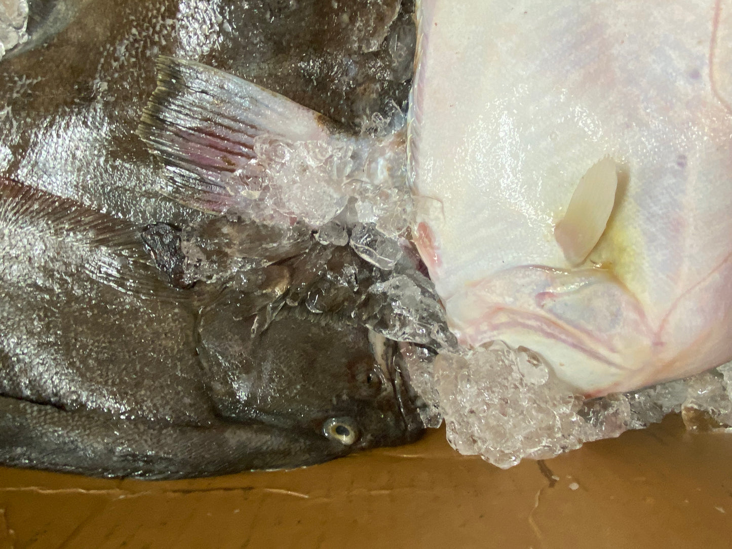 Flounder