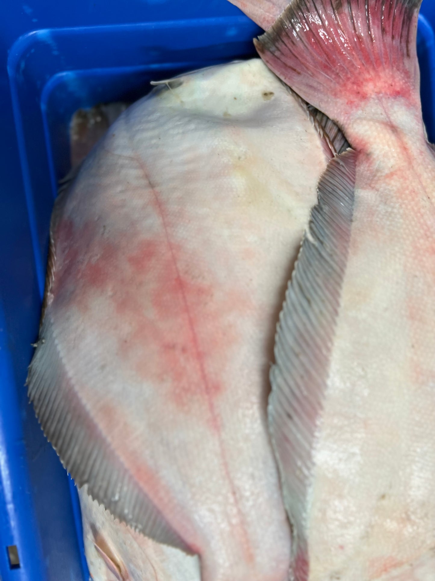 Flounder