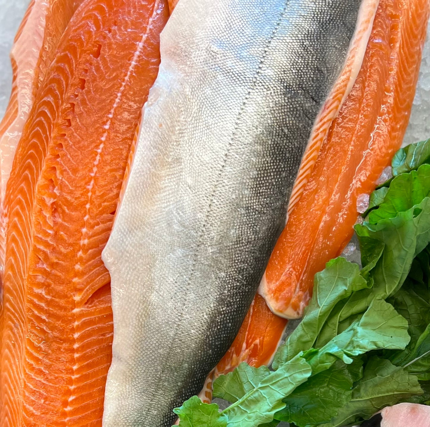 Arctic Char