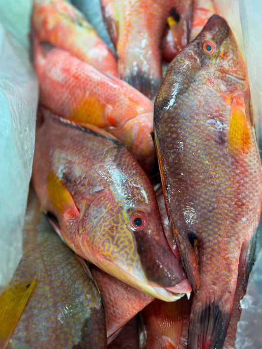 Hogfish