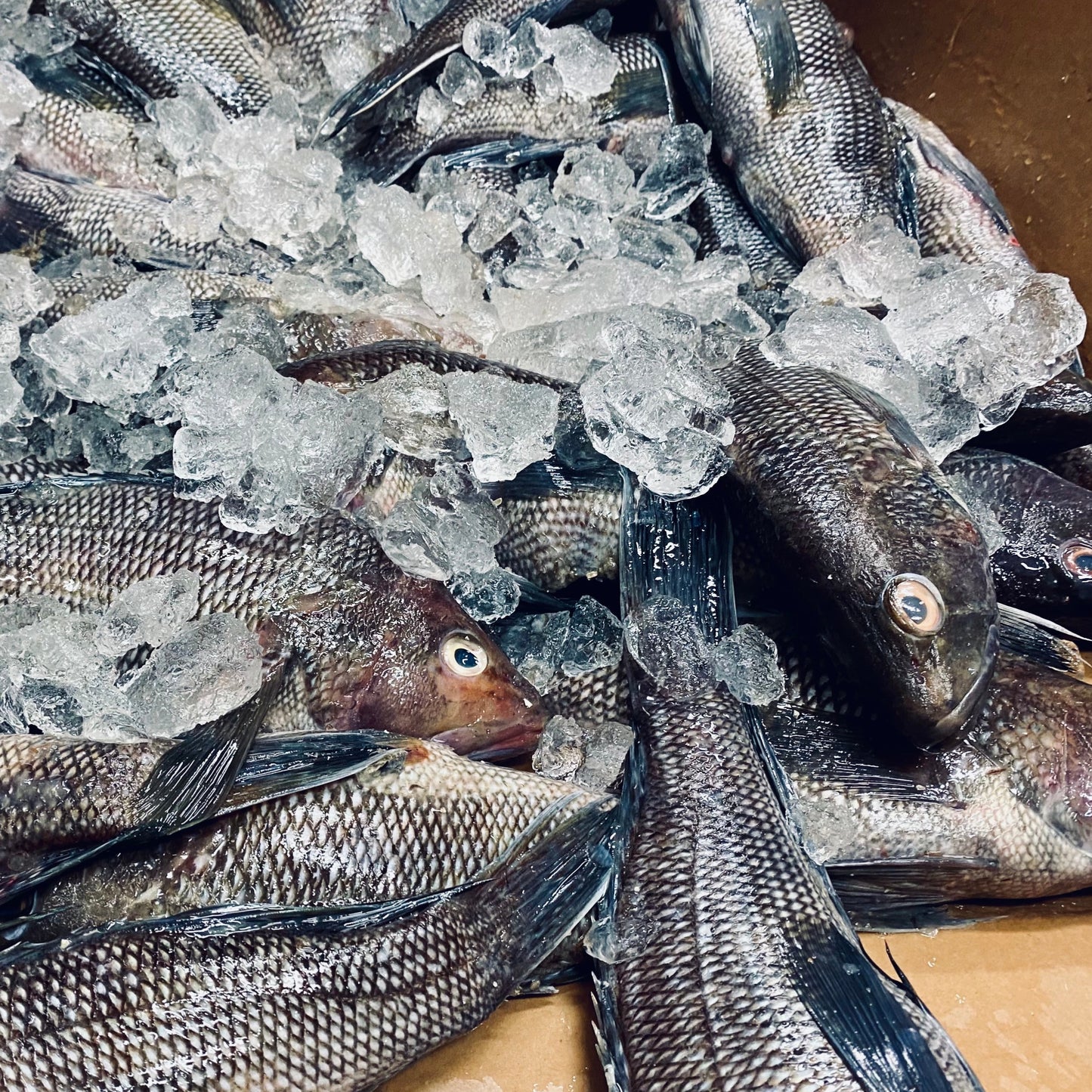 Black Sea Bass