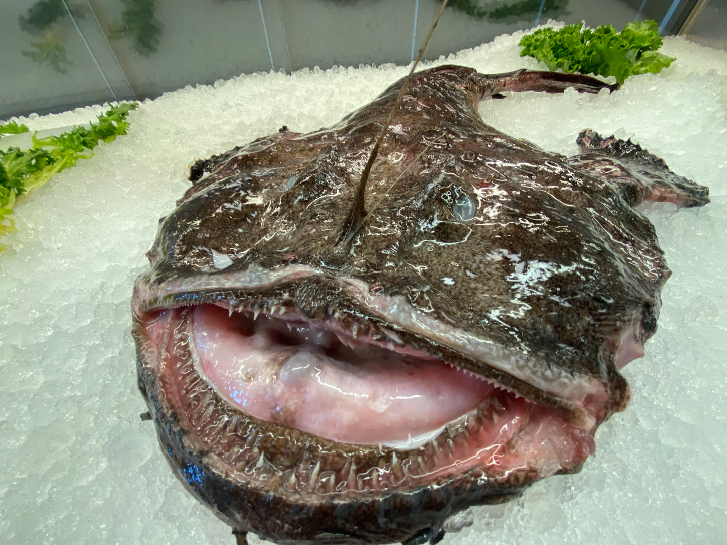 Monkfish