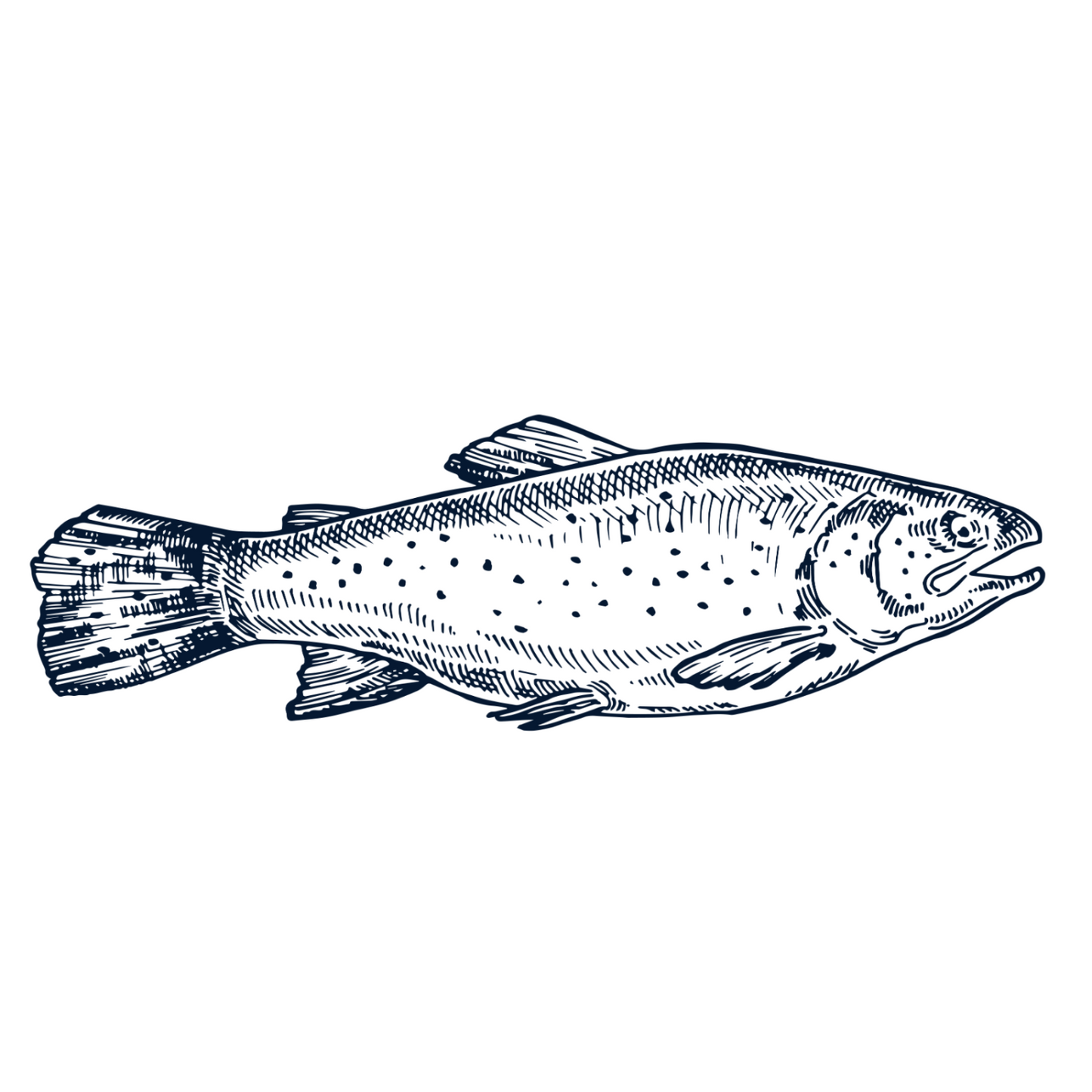 Atlantic Salmon